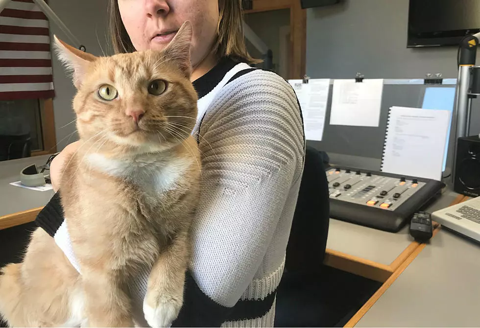 B100's Pet of the Week: Adopt McAfee The Cat