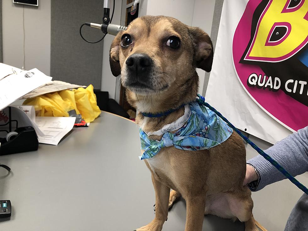 B100&#8217;s Pet of the Week: Adopt Tyson the Terrier