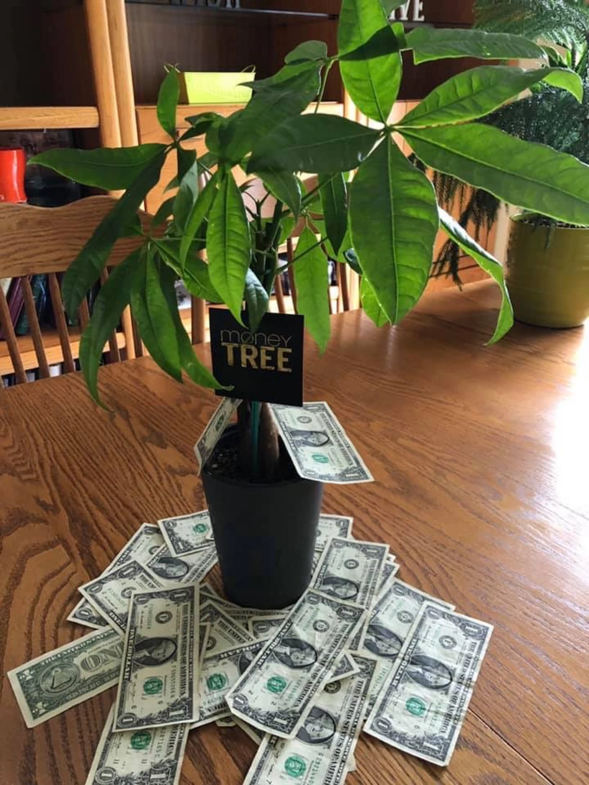 real money trees