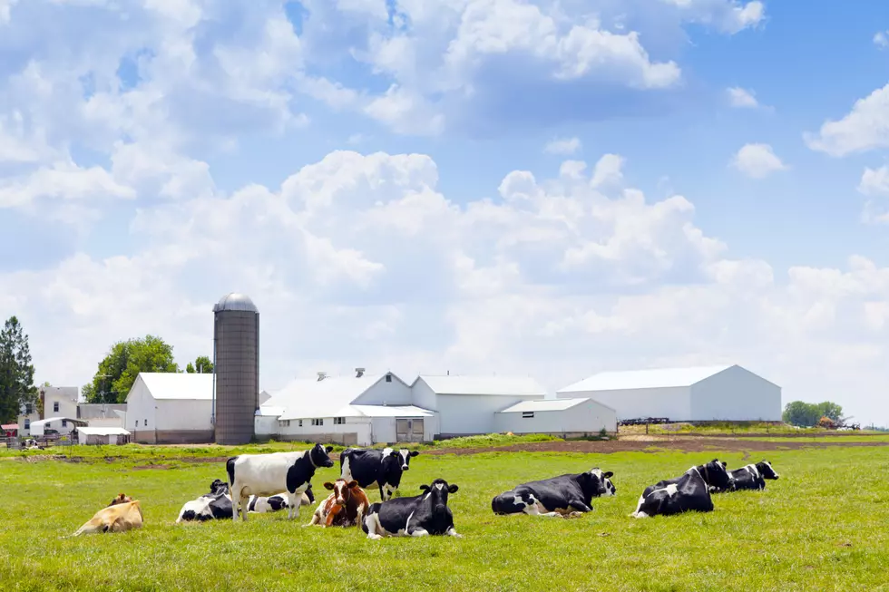 Local Farmer Feeds ‘Coffee Creamer’ to Cows to Make Sweeter Milk