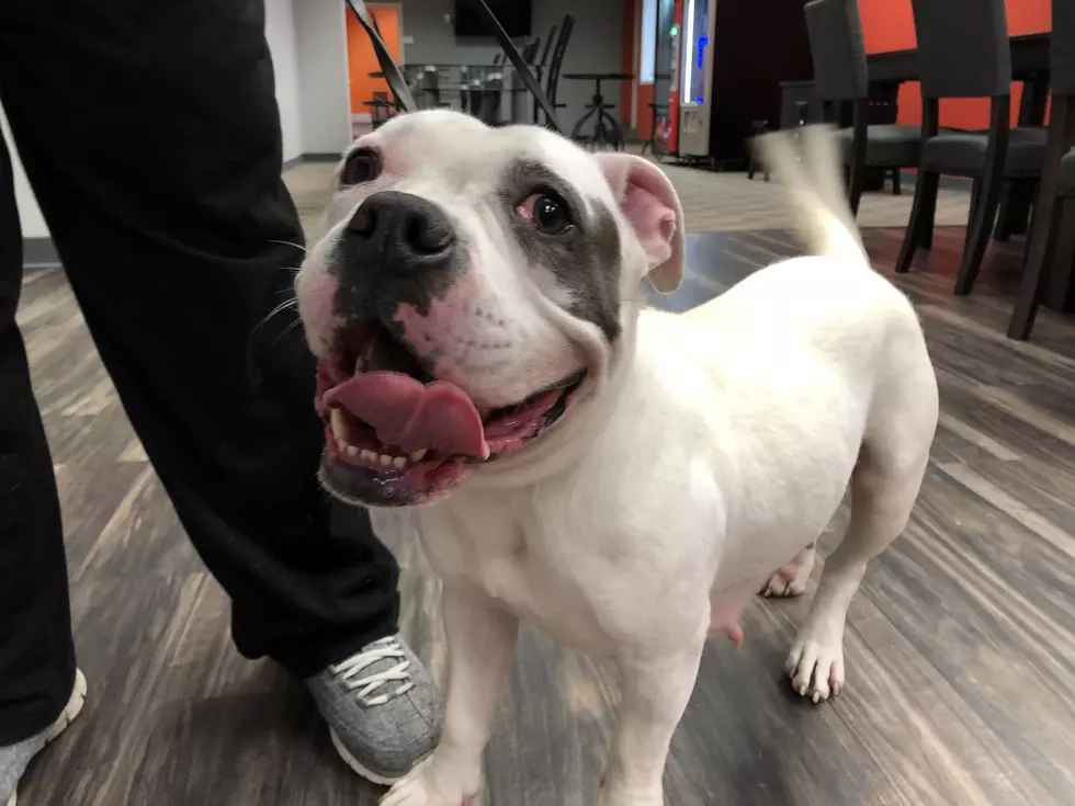 B100&#8217;s Pet of the Week: Adopt Lenor The Pup