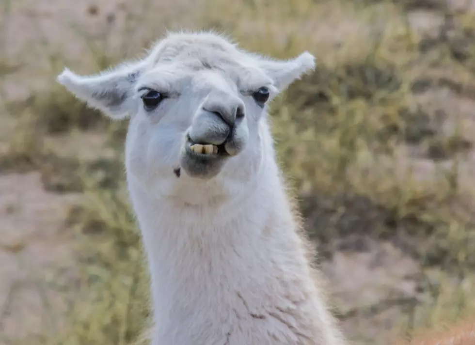 A Farm Near The Quad Cities Is Offering Selfies With An Alpaca