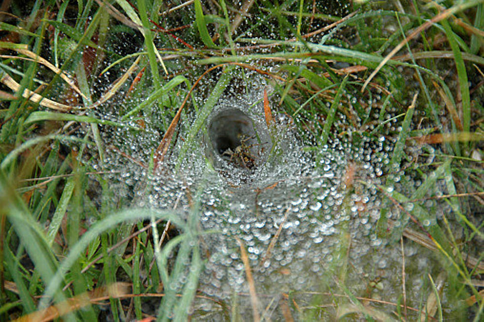 Grass Spiders Are Abundant In the QCA