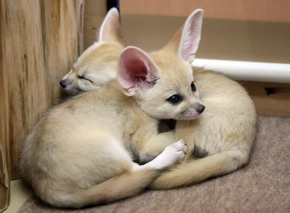 The Niabi Zoo Welcomes 4 Fennec Foxes