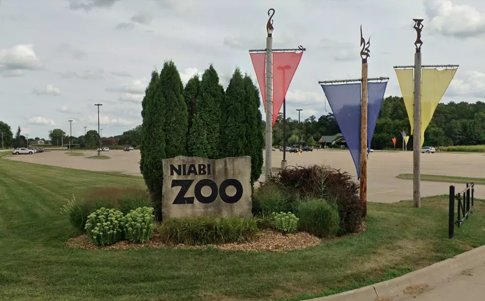 Niabi Zoo Reopens To The Public Saturday