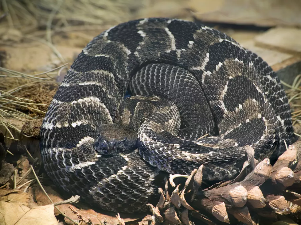 Snakes, Frogs and Salamanders That Are Illegal To Kill In Iowa