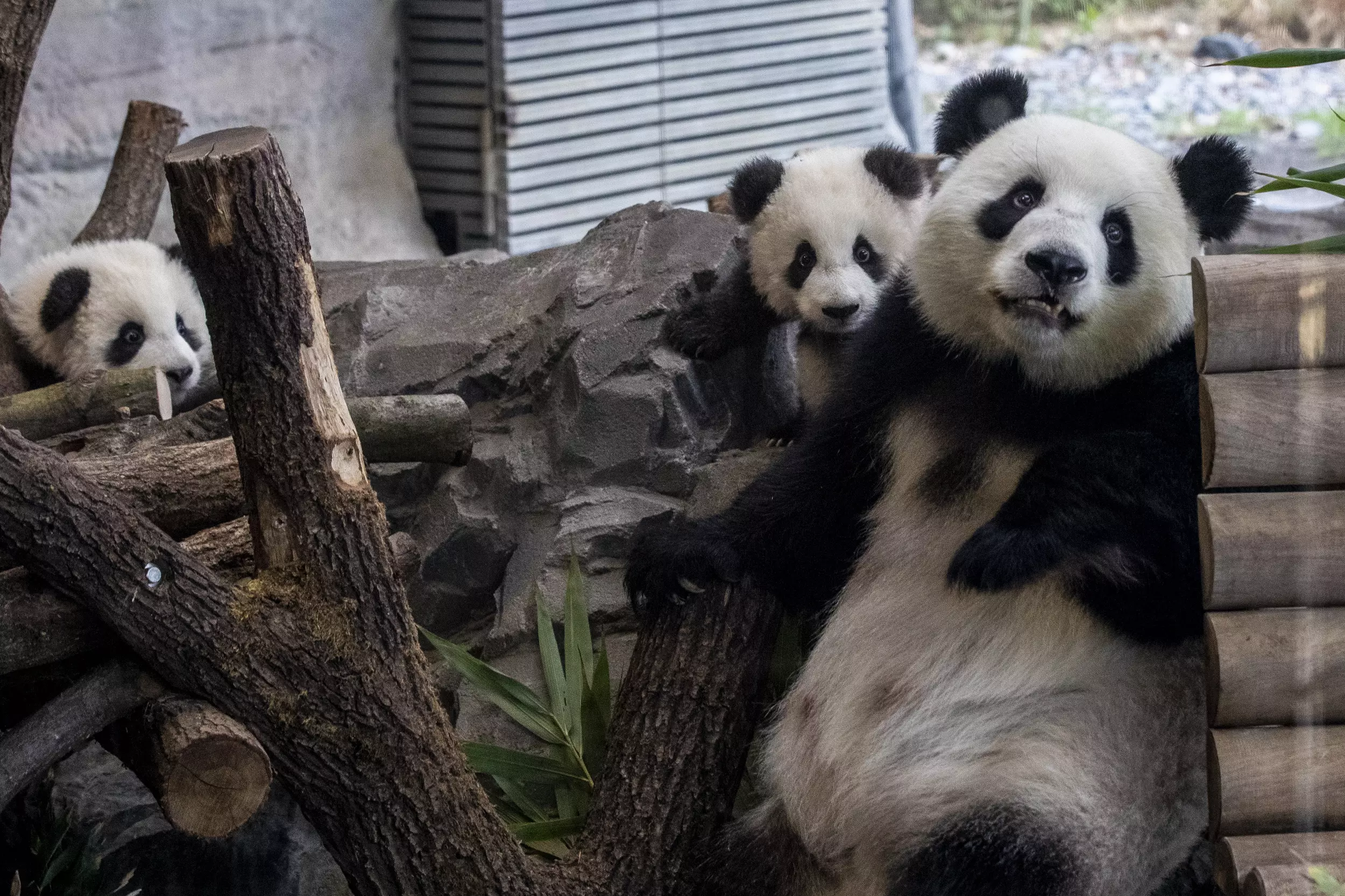Celebrate National Giant Panda Day on March 16th, Nature and Wildlife