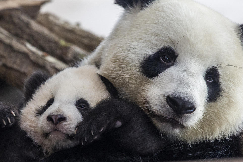 How You Can Celebrate National Panda Day In The Quad Cities