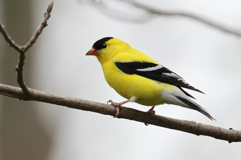 The Most Commonly Seen Bird In Iowa Is NOT The Goldfinch