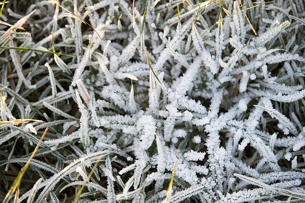 Cover Your Plants! Freeze Warning Issued For The Quad Cities