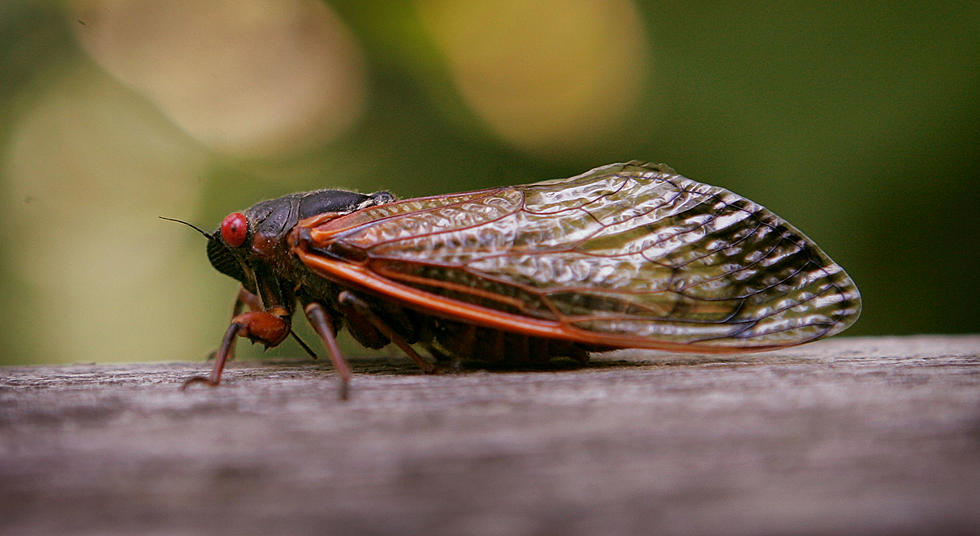 Quad Cities May Not Hear The 17-Year Cicada in 2021