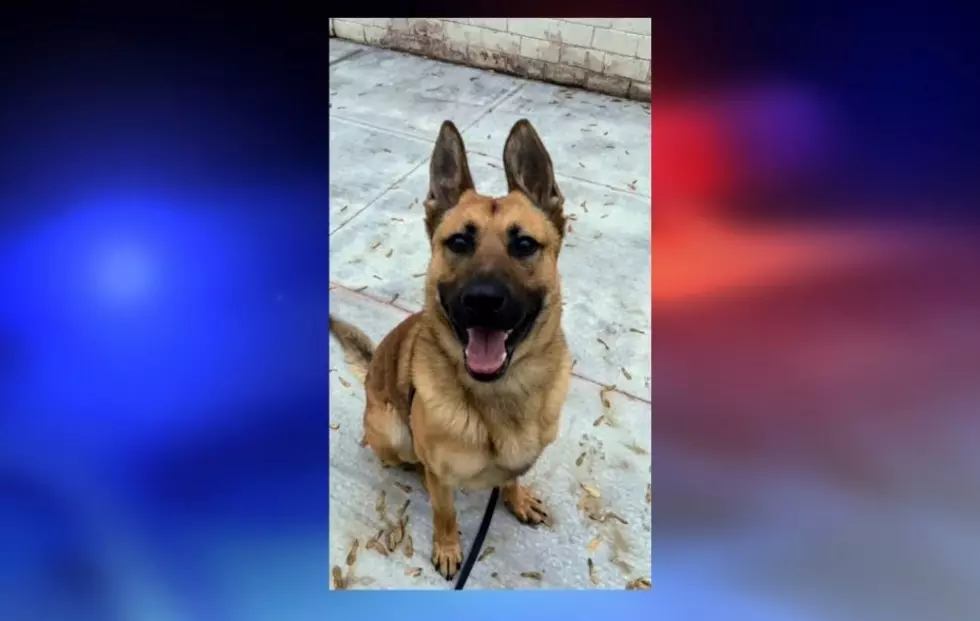 Whiteside County Sheriff&#8217;s Office Welcomes Chico To K9 Unit