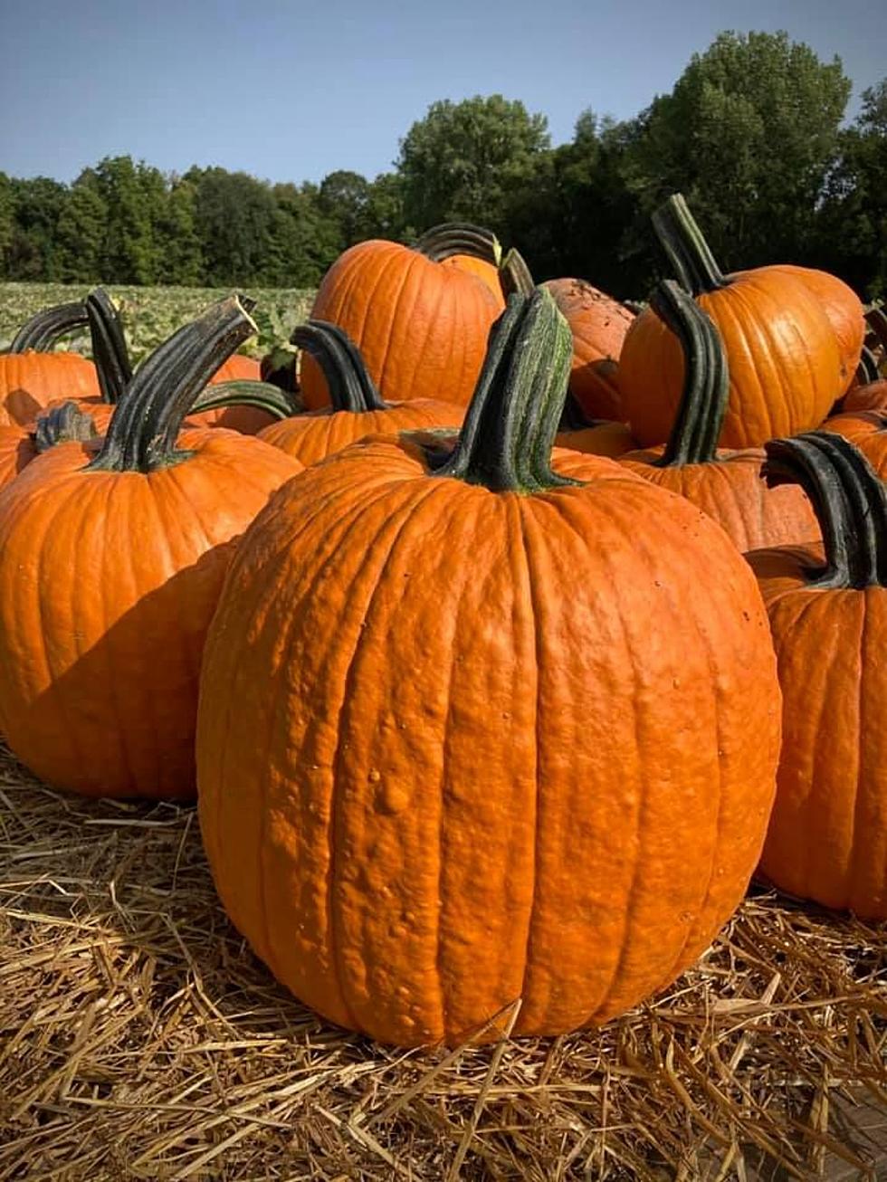 Davenport Library Hosting Outdoor Pumpkin Party