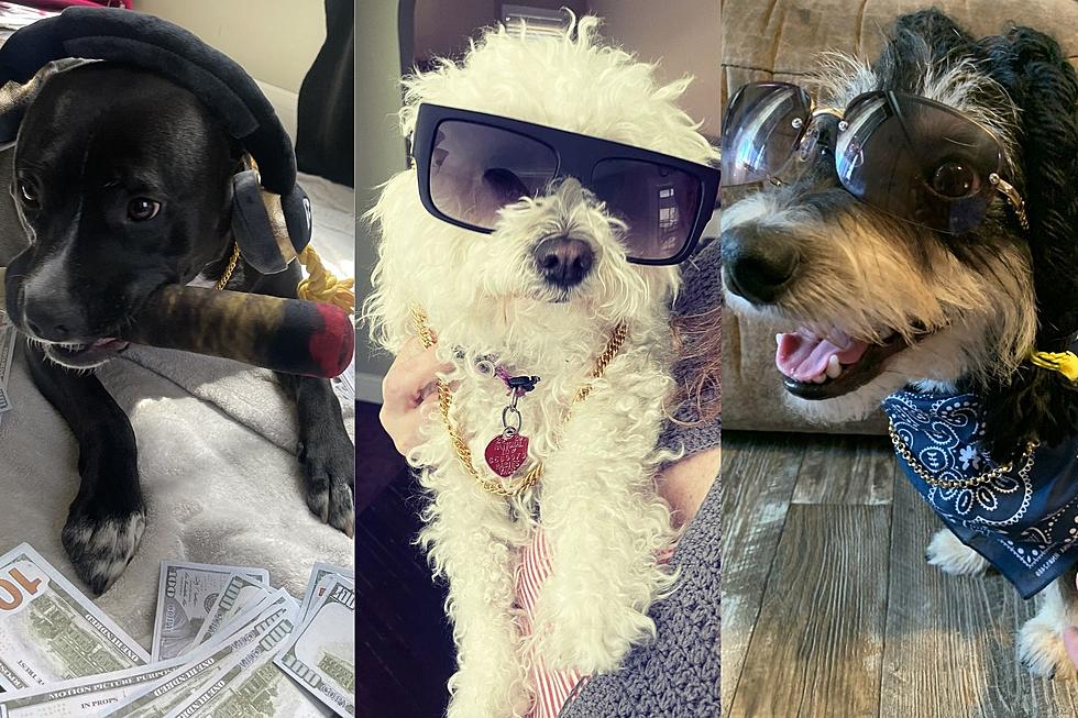 VOTE: Cast Your Vote For Which Dog Is Dressed The Best Like Snoop