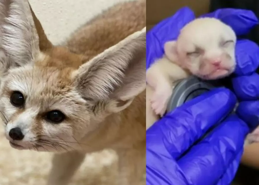 Daily Dose of Cute: Meet Niabi Zoo’s New Baby Fennec Foxes