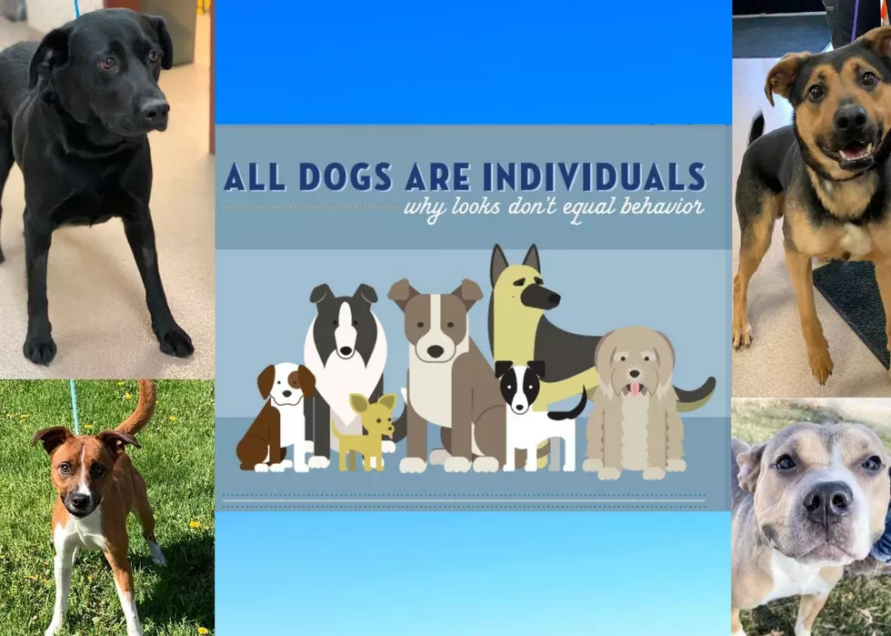 QC Humane Society Won’t List Dog Breeds Anymore in New Initiative