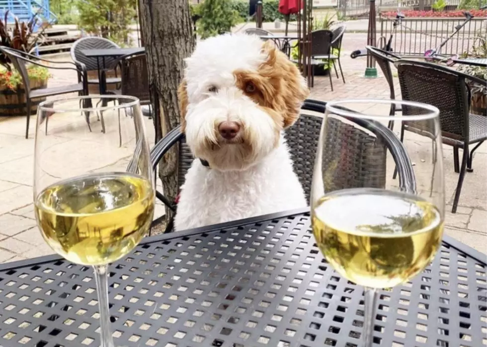 Here Are QCA Restaurants You Can Take Your Dog To This Summer
