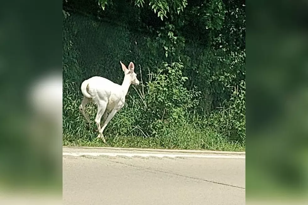 Extremely Rare Albino Deer Spotted In Eastern Iowa Near Dubuque
