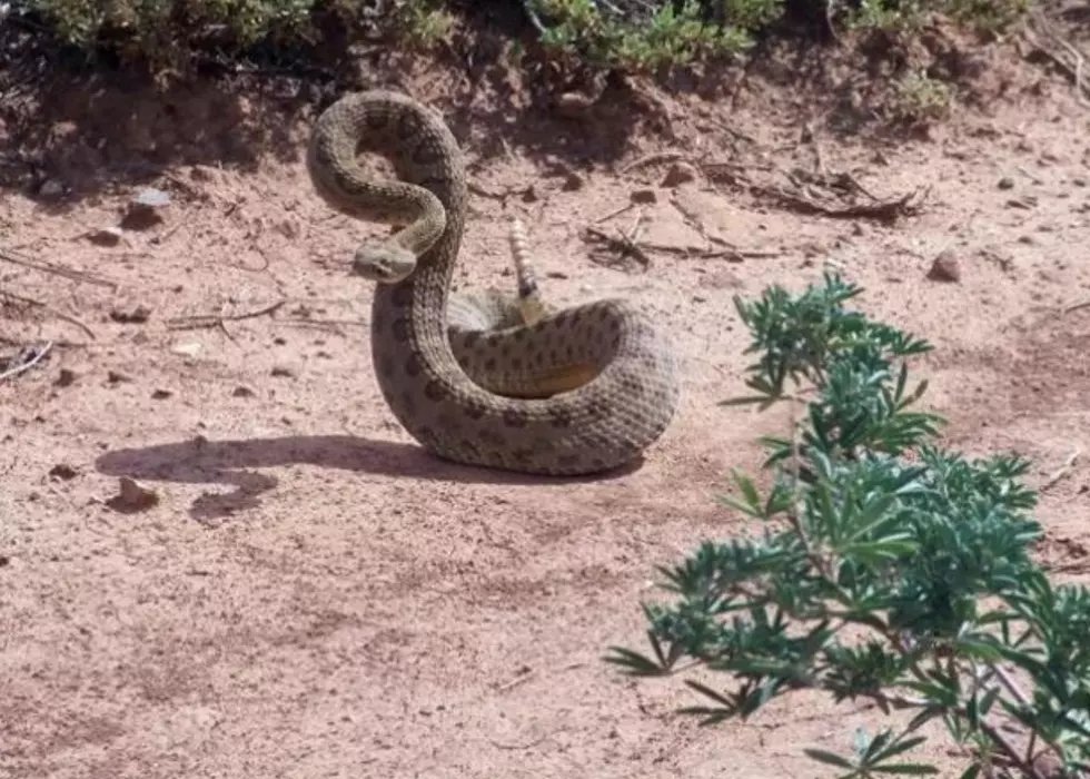 These Are The 10 Snakes You Cannot Kill in Iowa