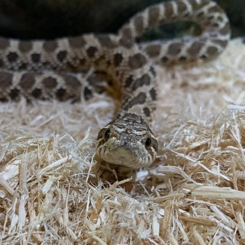 Iowa Department of Natural Resources - Is this eastern hognose snake alive  or dead? ANSWER: If you thought this snake was dead, it fooled you! As a  defense behavior, it will play