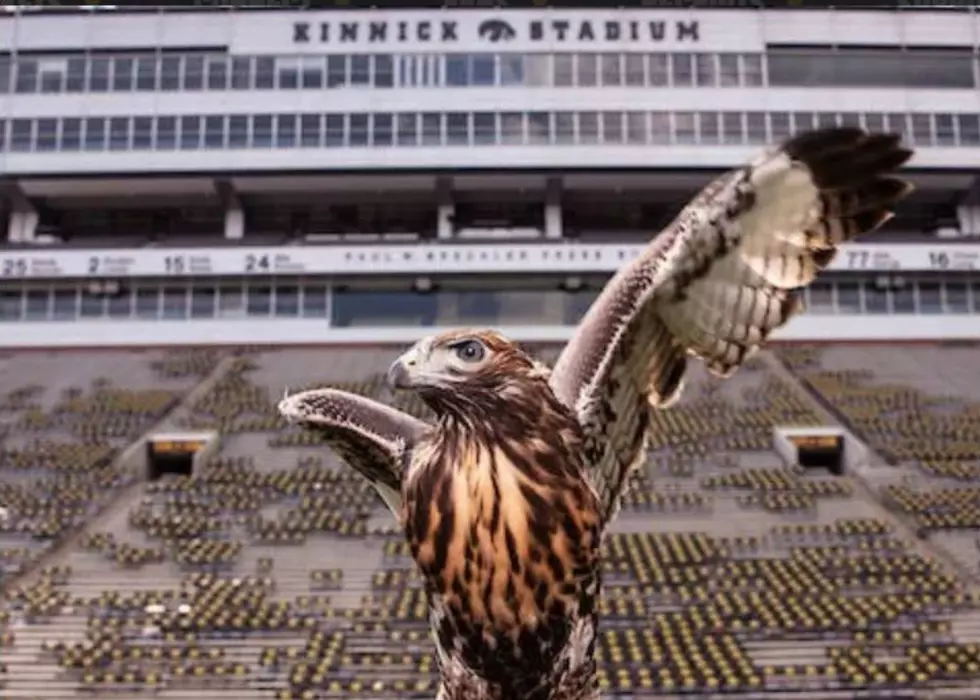 Here’s The Important Reason A Live Hawk Will Fly Over Kinnick Stadium