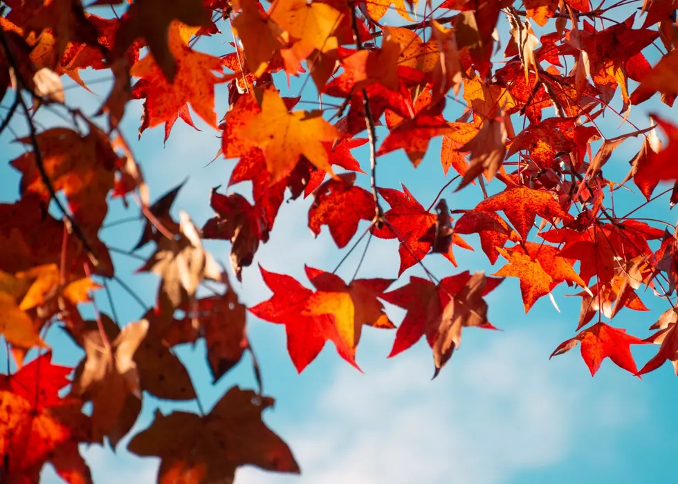 Here’s When You Can See Bright Fall Foliage In Iowa, Illinois, & Wisconsin This Year