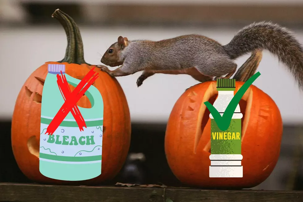 Quad Cities, Protect Wildlife & Don’t Use Bleach On Your Pumpkins