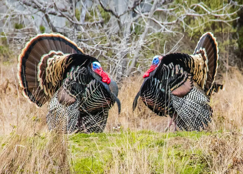 Earn Your Fam’s Thanksgiving Turkey At Muscatine’s Turkey Trot