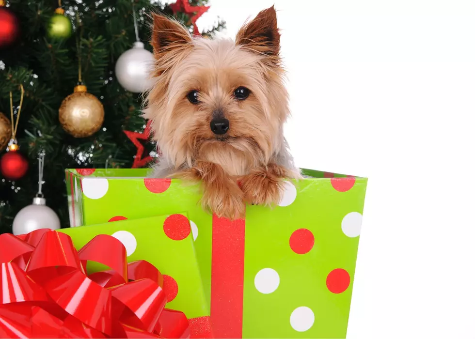 Thinking Of Getting A Pet For Christmas In Iowa? Here’s How To Prepare