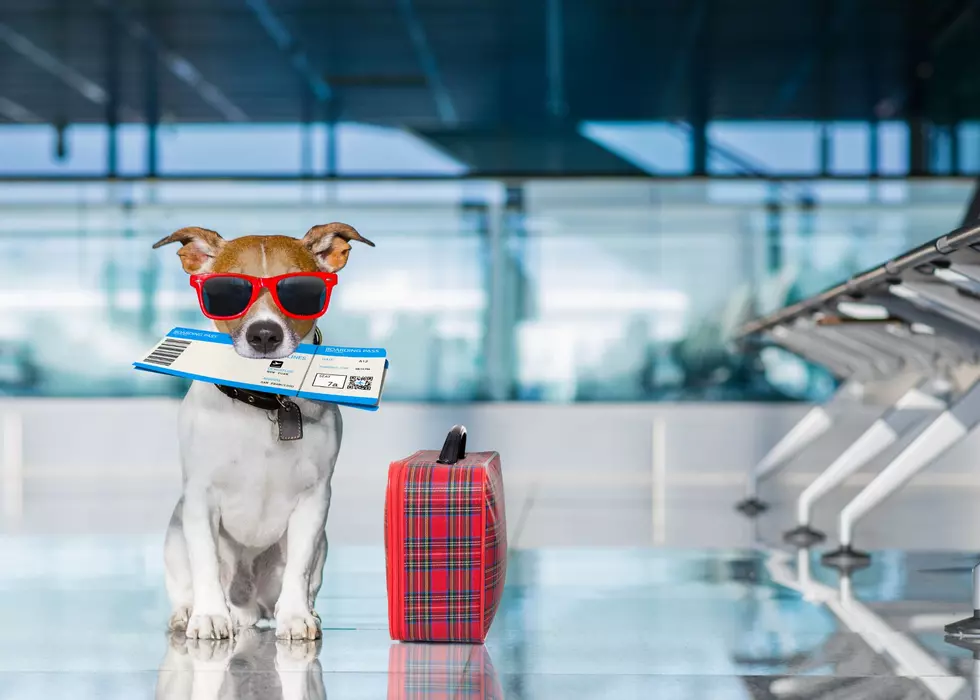 Someone In Wisconsin Really Put A Dog In Their TSA Carry-On Bag