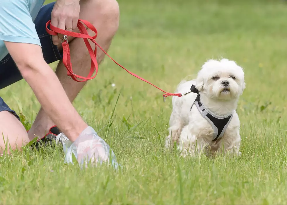 One Pile of Dog Poop Can Cost Davenport Pet Parents A Lot of Money