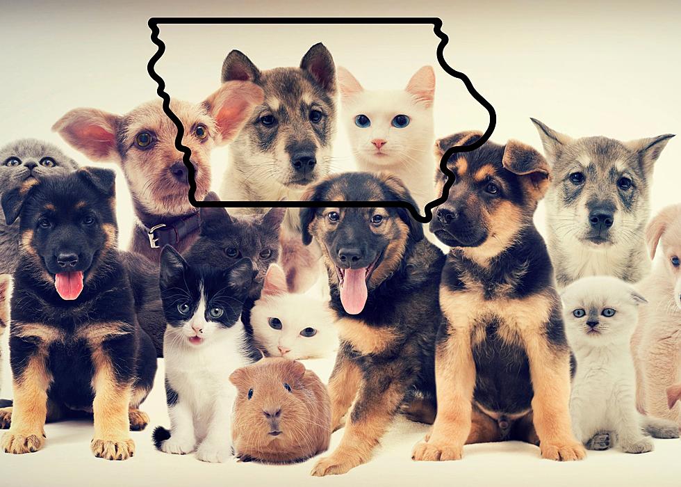 15 Iowa-Inspired Pet Names For Your Midwestern Furchild