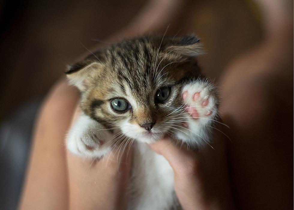 Declawing Cats Might Soon Become Illegal In Illinois