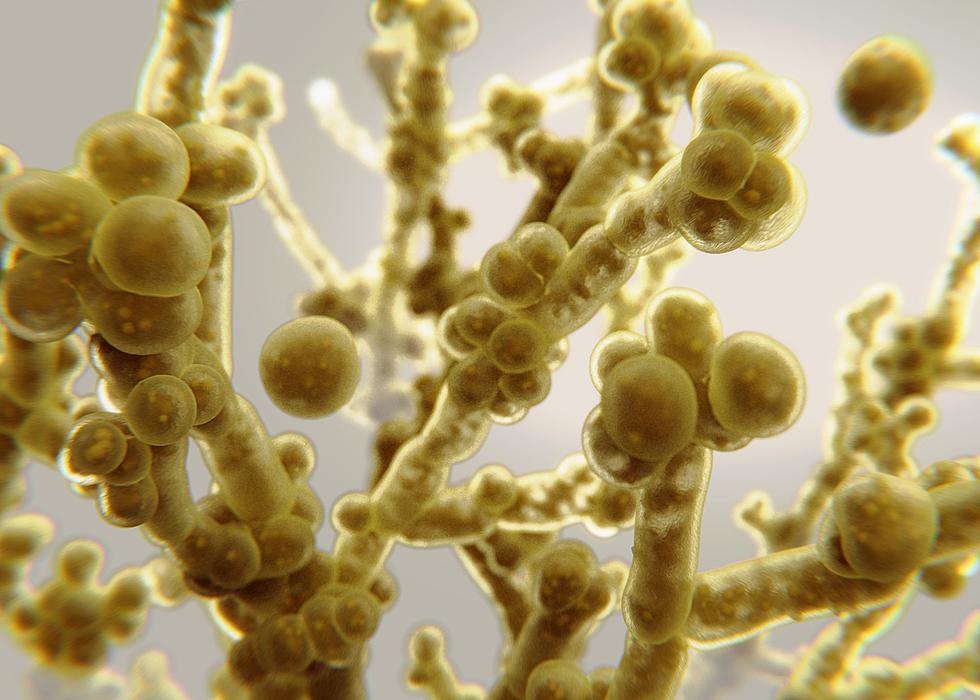 This Drug-Resistant Fungus Is Quickly Spreading In Illinois