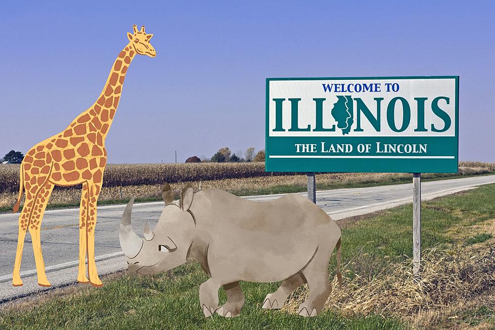 See Amazing Wildlife At This Popular Zoo In Illinois