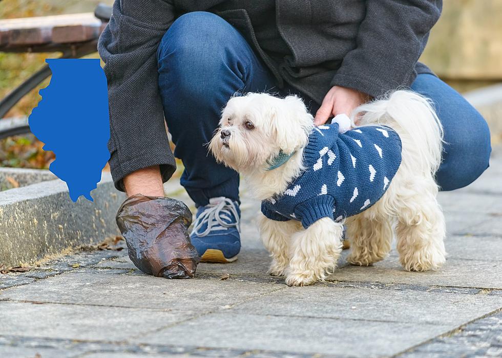 One Pile Of Dog Poop Could Cost Moline Pet Parents A Lot Of Money