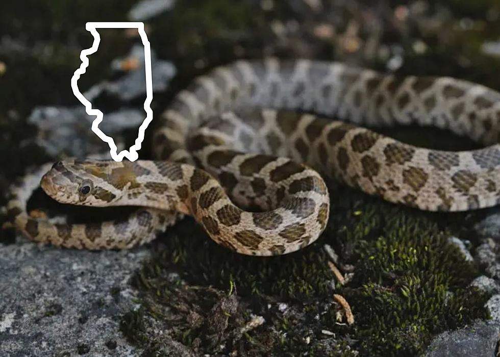 These Are The 11 Snakes You Cannot Kill In Illinois