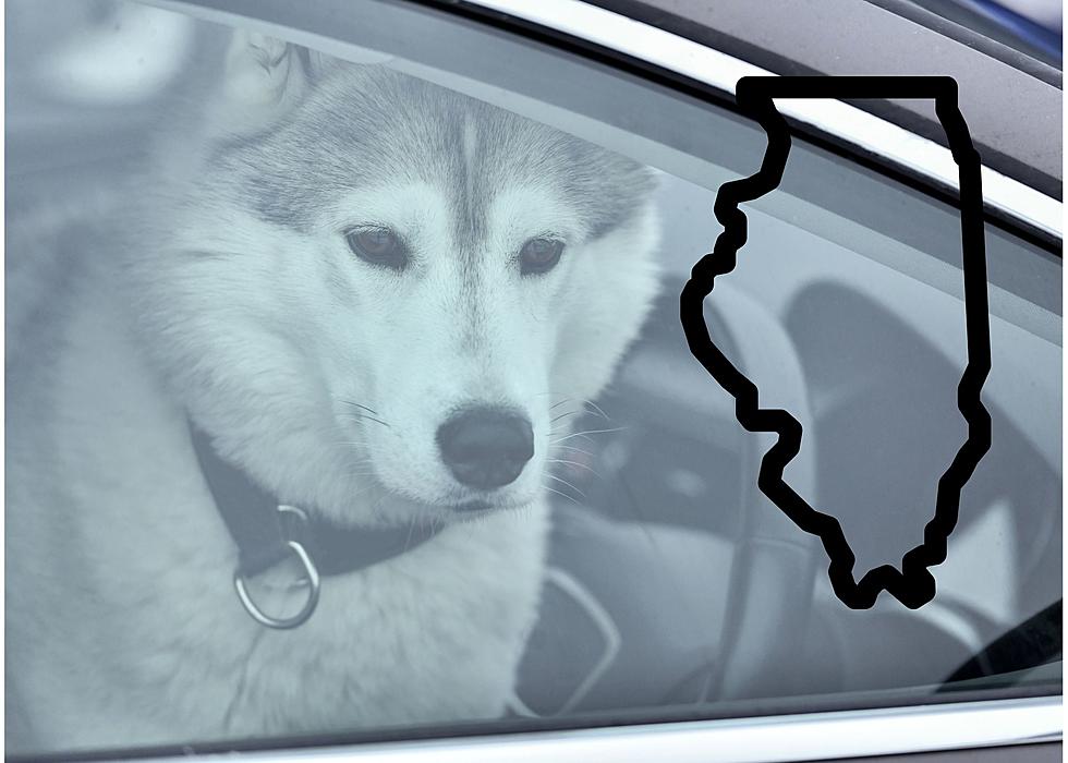 Can You Legally Break A Window To Save A Dog In A Hot Car In Illinois?