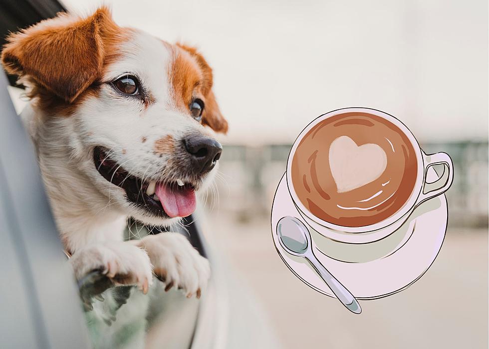 New Coffeehouse Coming To QCA For You And Your Furbaby