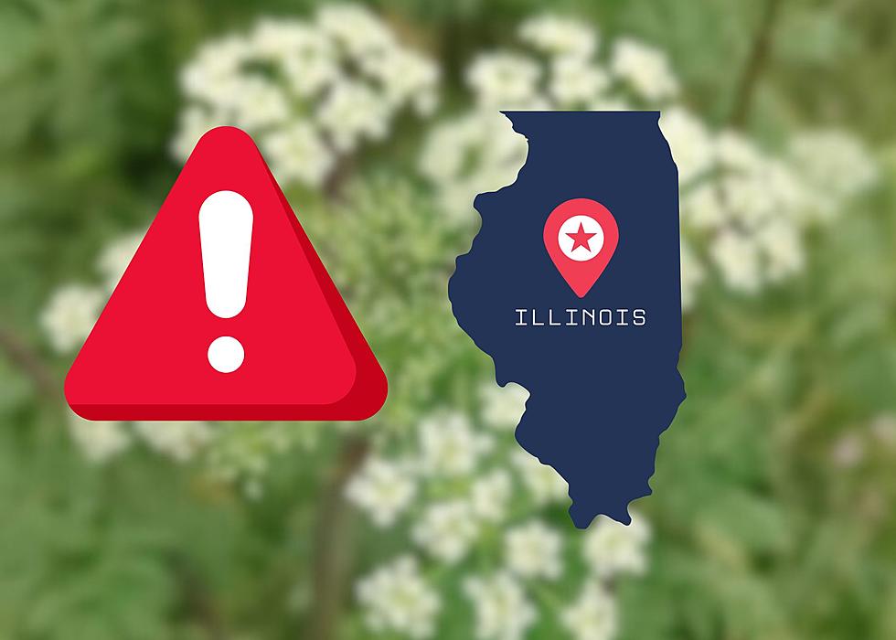 Illinois, This Poisonous Weed Can Be Fatal And May Be In Your Yard
