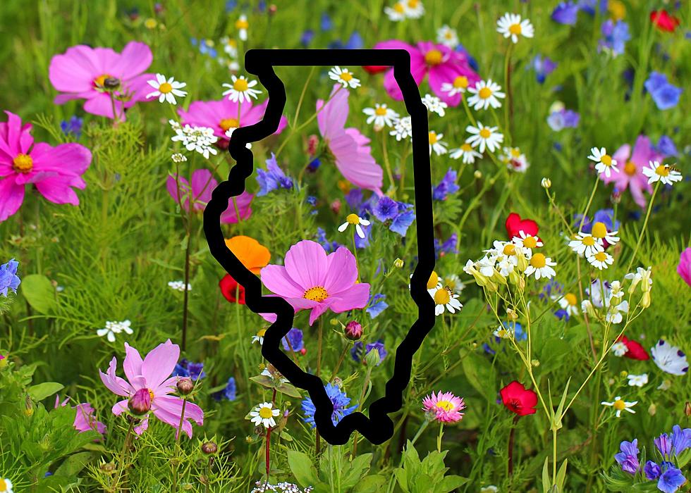 Illinois, This Is Where You Cannot Pick Wildflowers