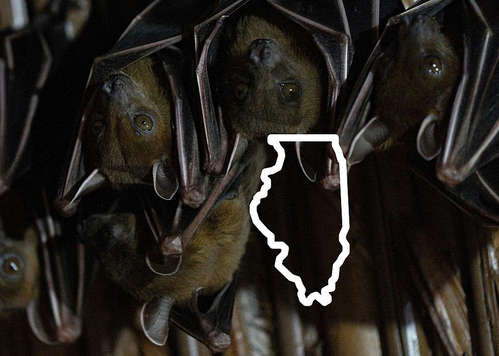Dozens Of Rabid Bats Have Been Found In Illinois Lately