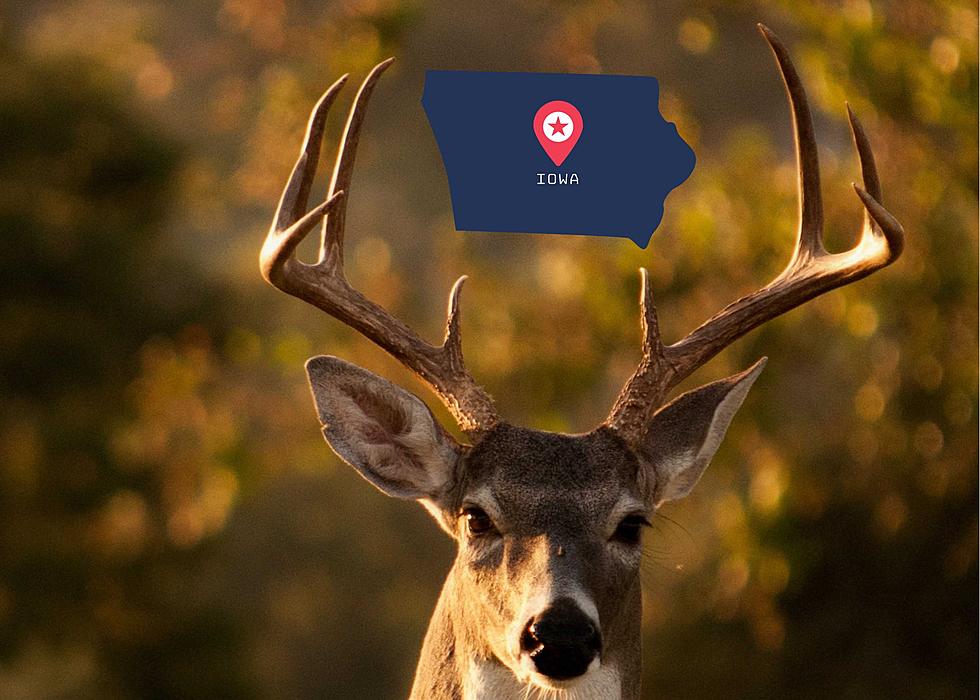 If You Hit A Deer In Iowa, Can You Keep The Antlers?