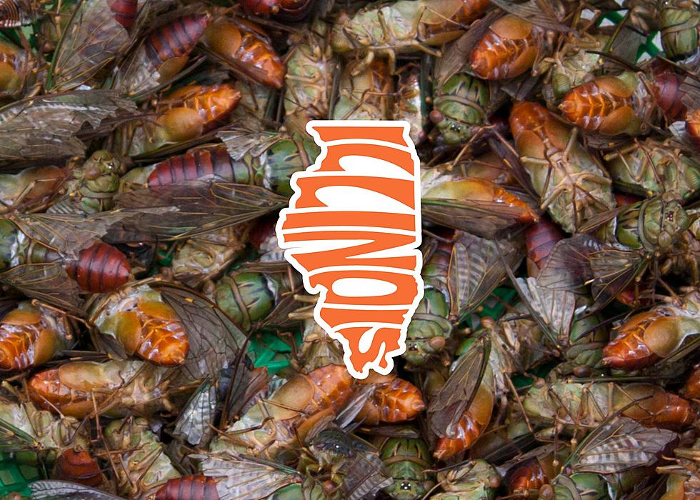 Illinois Expected To Have A Biblical Amount Of Cicadas Next Spring