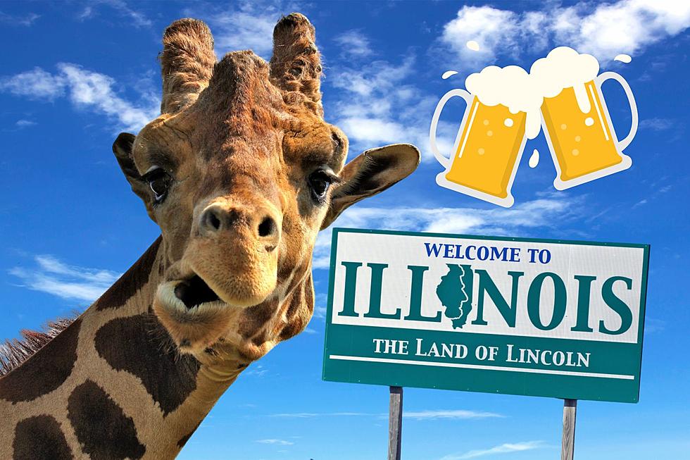 Popular Illinois Zoo Lets Adults Drink Beer And See The Animals