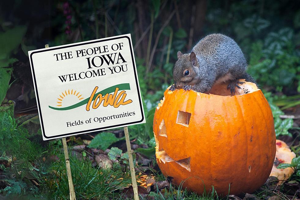 Your Carved Pumpkin Could Be Killing Squirrels In Iowa