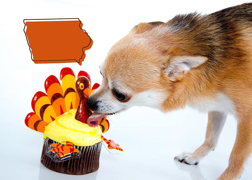 Iowa, This Is How To Keep Your Pets Safe At Thanksgiving