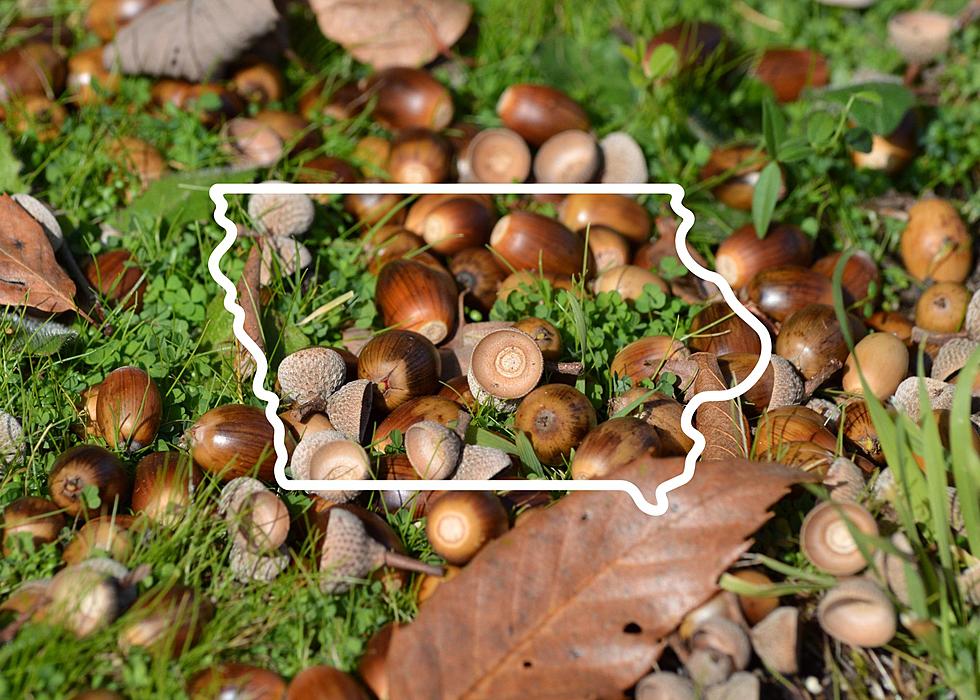 Iowa, All Those Acorns In Your Yard Could Cause A Big Problem