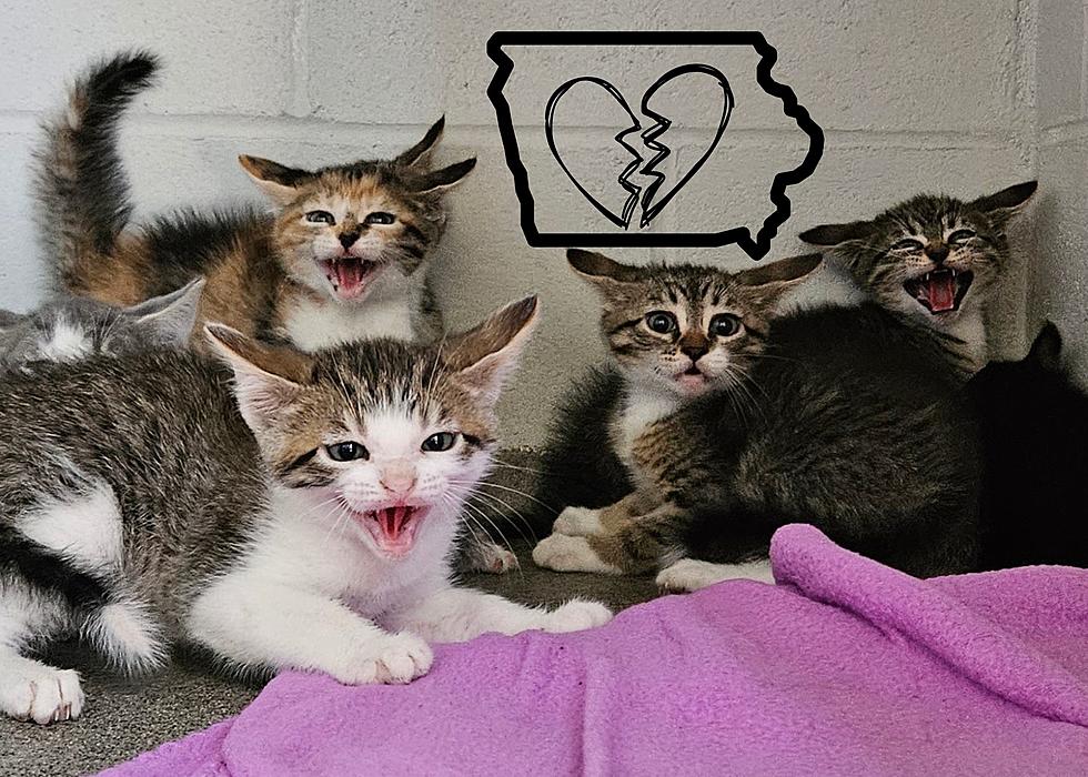 Iowa Animal Rescue Lets You ‘Neuter Your Ex’ For Valentine’s