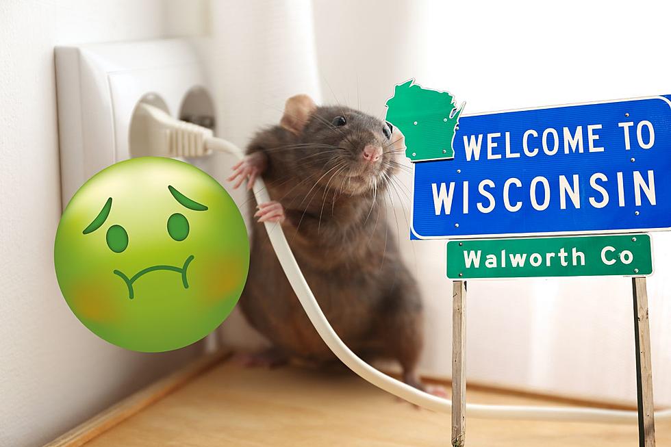 Wisconsin Has One Of The Most Rat Infested Cities In The U.S.